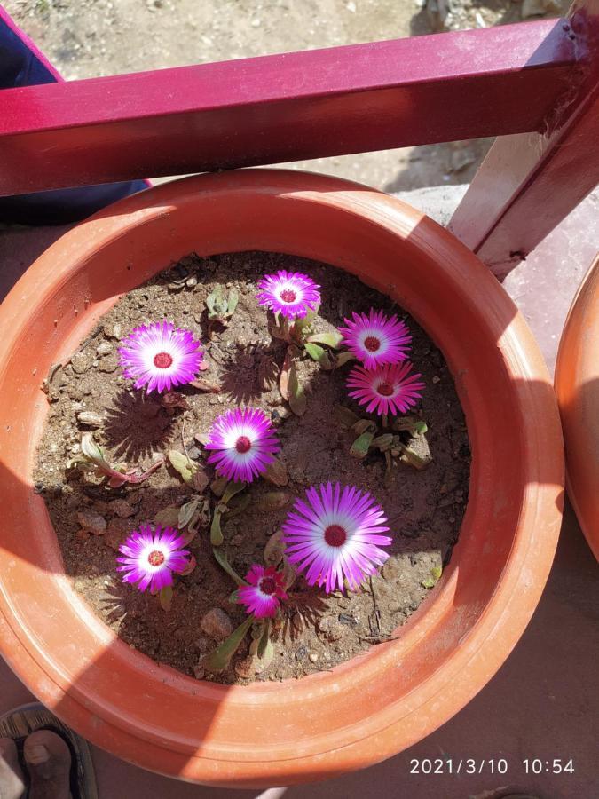 Mangalmurti Himalyan Homestay Hawalbagh Buitenkant foto